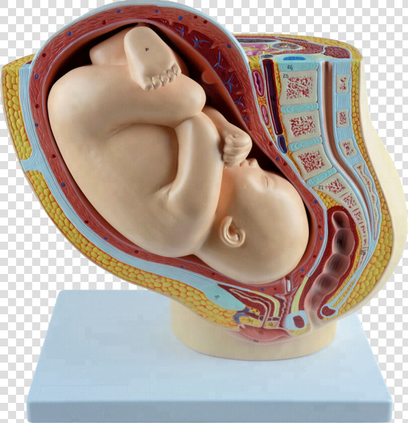 Human Female Pelvis Section With Fetus 40 Weeks   Maqueta De Embarazo De Plastilina  HD Png DownloadTransparent PNG