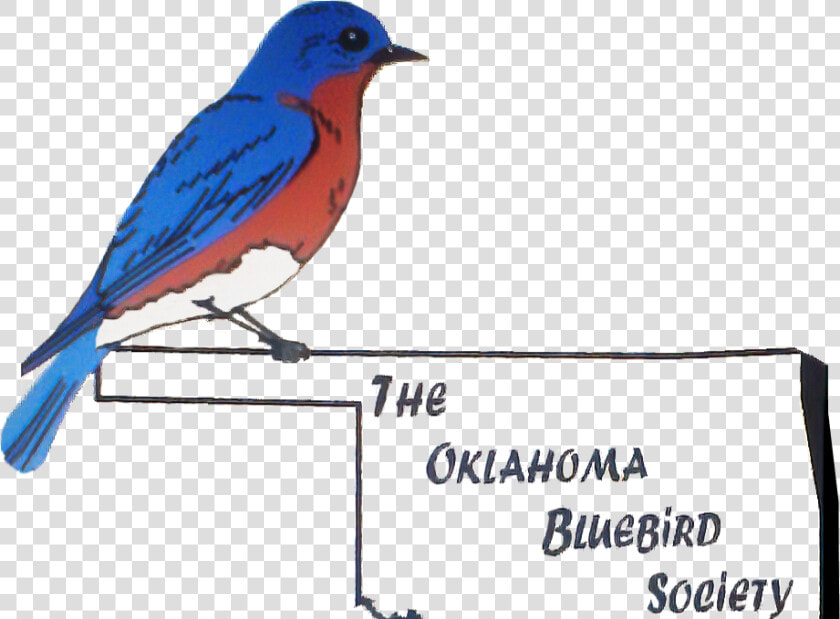 Bluebird Png  Transparent PngTransparent PNG