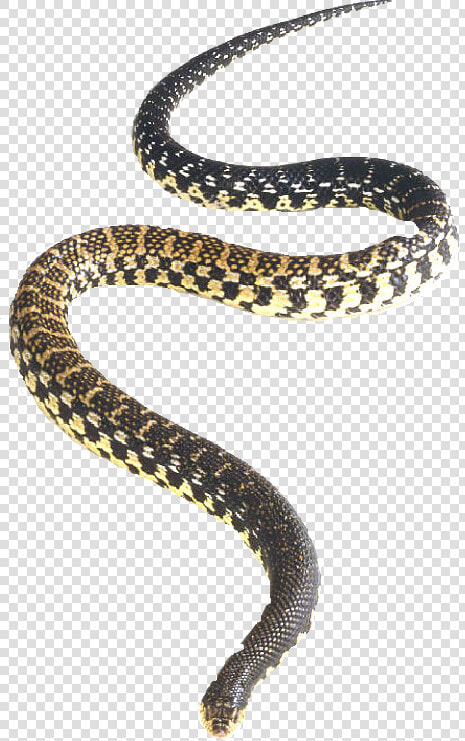 Snake Png Vector   Malagasy Giant Hognose Snake  Transparent PngTransparent PNG