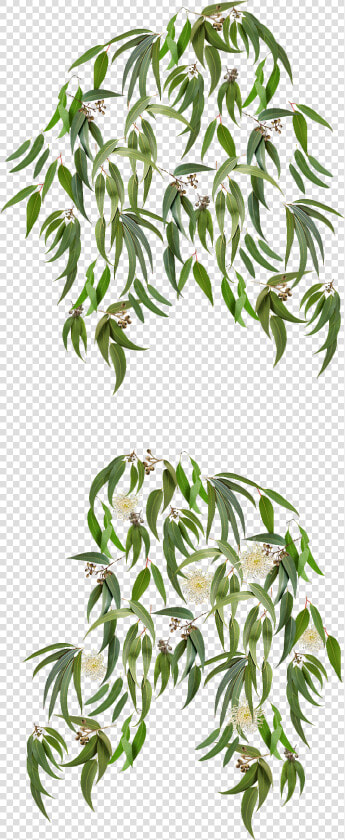 Clip Art Eucalyptus Background   Transparent Eucalyptus Graphics  HD Png DownloadTransparent PNG