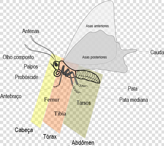 Partes Do Corpo Da Borboleta  HD Png DownloadTransparent PNG