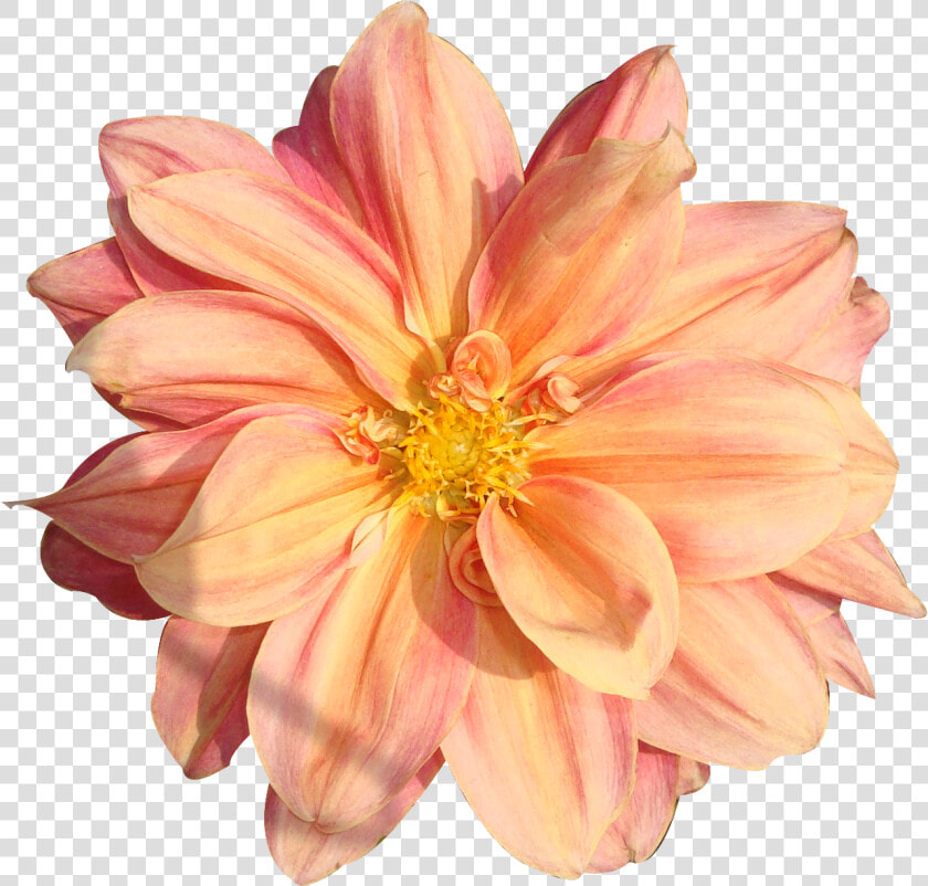 Peach Flower Clipart Real Flower   Flower Pngs  Transparent PngTransparent PNG