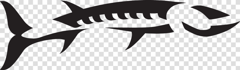 Barracuda Clipart Baracuda   Barracuda Fish Logo Vector  HD Png DownloadTransparent PNG