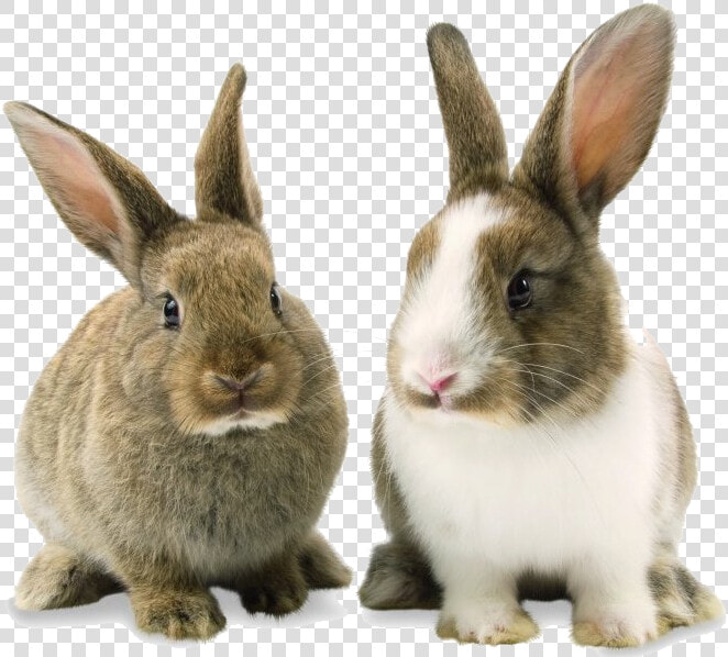 Rabbit Bunny Png Background Image   Rabbit Png  Transparent PngTransparent PNG