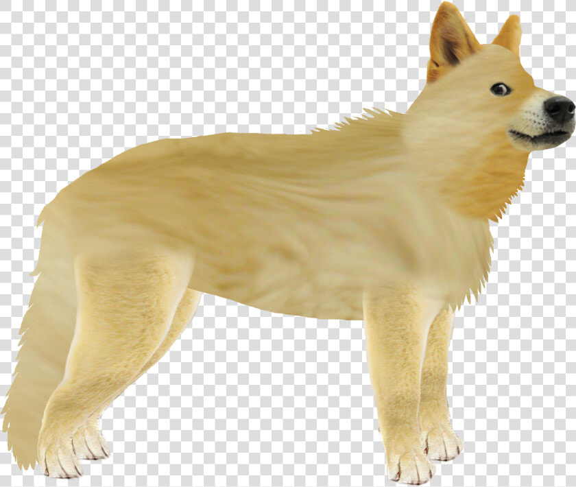 Canaan Dog Saarloos Wolfdog Korean Jindo Icelandic   Dog Yawns  HD Png DownloadTransparent PNG