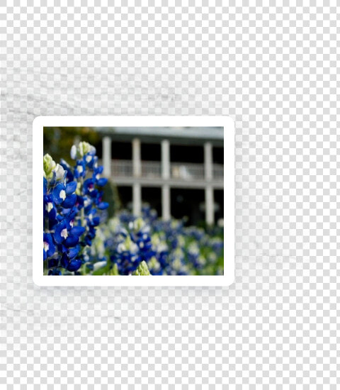 Blue Bonnet  HD Png DownloadTransparent PNG