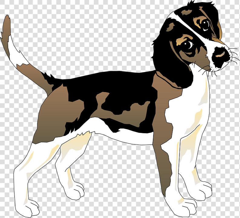 Black  White  Dog  Beagle  Pet  Animal  Mammal  Fur   Datos Curiosos Del Perro  HD Png DownloadTransparent PNG