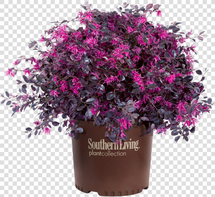 Purple Diamond Loropetalum In Branded Pot   Loropetalum Purple  HD Png DownloadTransparent PNG