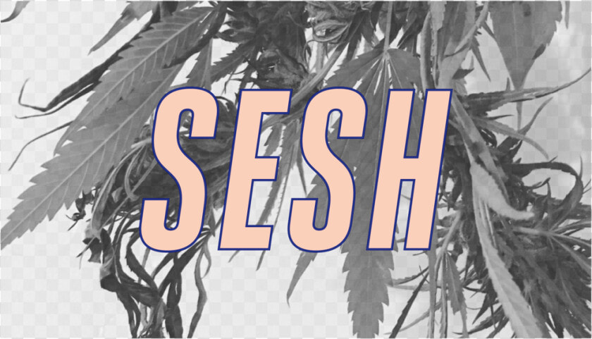 Transparent Sesh Logo Png   Tree  Png DownloadTransparent PNG