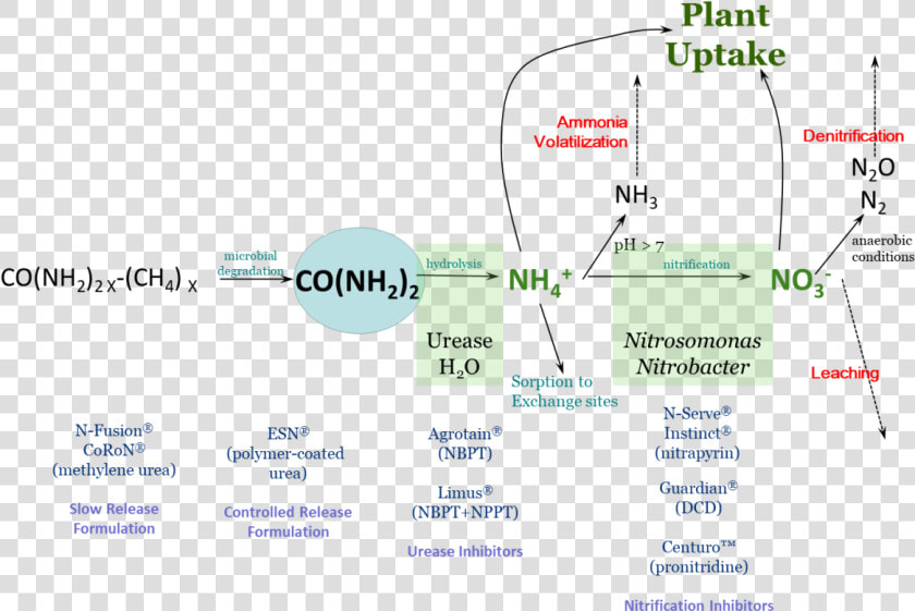 Illustration Of Nitrogen Loss Routes   Nitrification Inhibitors  HD Png DownloadTransparent PNG