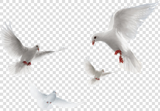 Doves Clipart Merpati   Imagen De Palomas Png  Transparent PngTransparent PNG