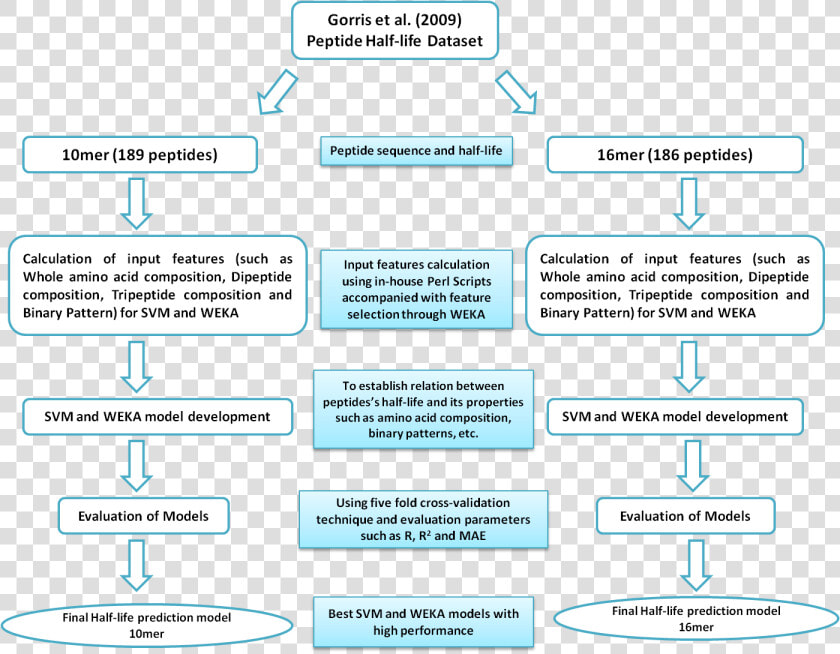 Flow Chart Showing Amino Acids Forming Proteins Polypeptides  HD Png DownloadTransparent PNG