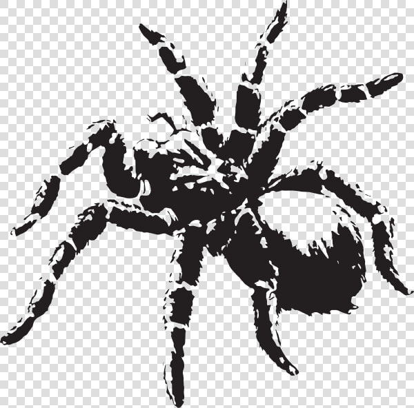 Spider Clipart Tarantula   Scary Spider Png  Transparent PngTransparent PNG