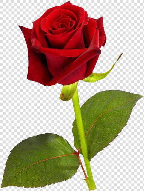 Download Single Red Rose Png Hd   Single Red Rose Hd  Transparent PngTransparent PNG