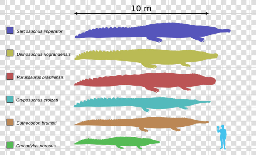 Saltwater Crocodile Size Chart  HD Png DownloadTransparent PNG