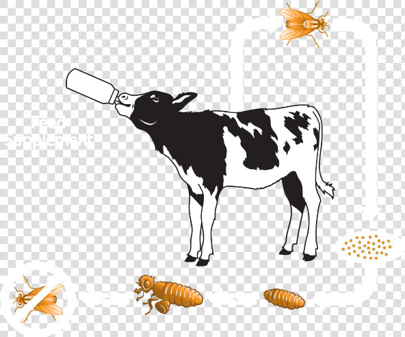 Clipart Cow Digestive System   Calf  HD Png DownloadTransparent PNG