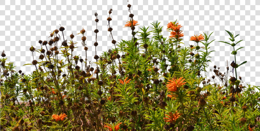 Transparent Wildflower Png   Wild Flower Cut Out Png  Png DownloadTransparent PNG