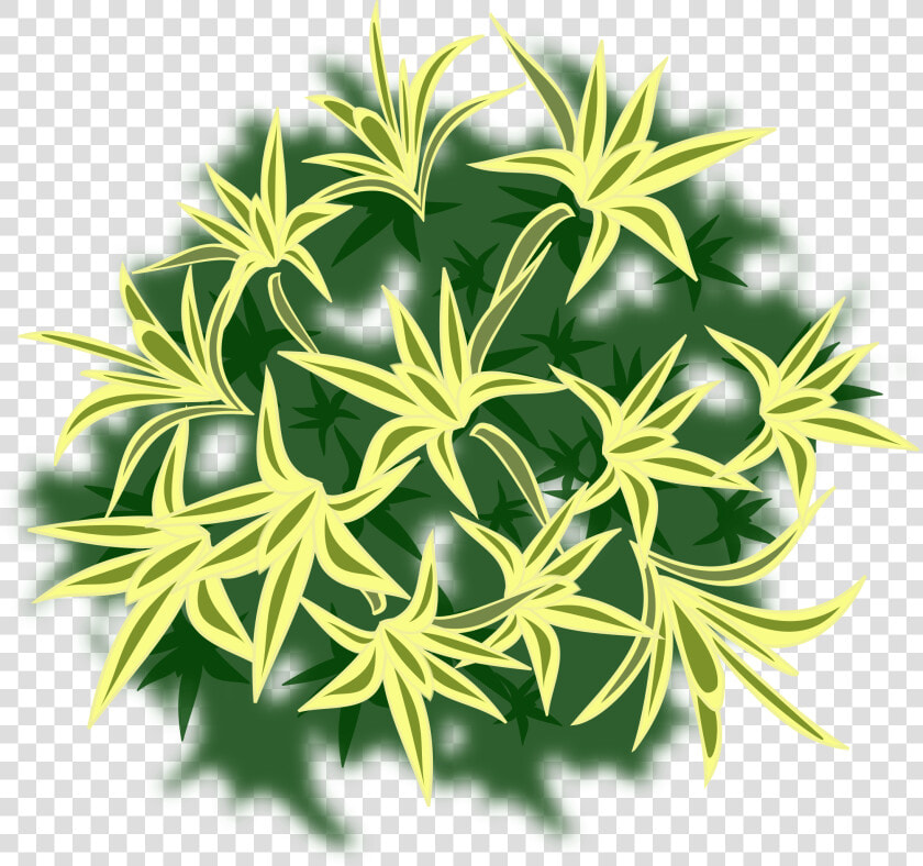 Transparent Tree Top View Png   Plants Top View Image Png  Png DownloadTransparent PNG