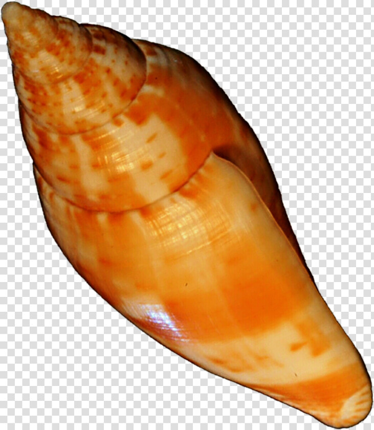 Orange Seashell By Jeanicebartzen27   Orange Sea Shell  HD Png DownloadTransparent PNG