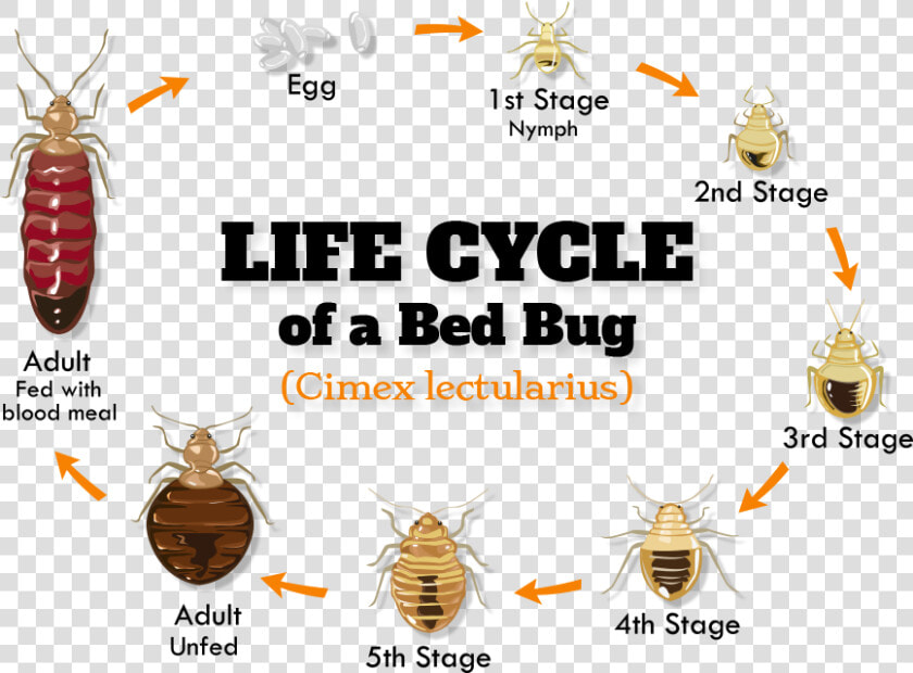 Bb biology   Bed Bug Weakness  HD Png DownloadTransparent PNG