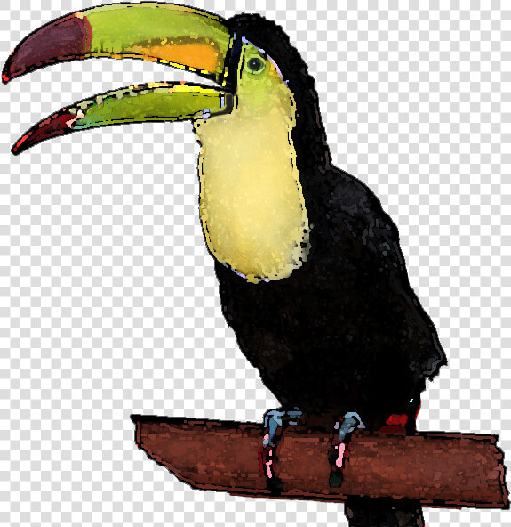 Transparent Toucan Clipart   Clipart Toucan Transparent Background  HD Png DownloadTransparent PNG