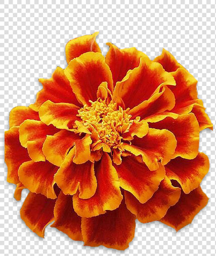 Red Marigold Flower Png  Transparent PngTransparent PNG