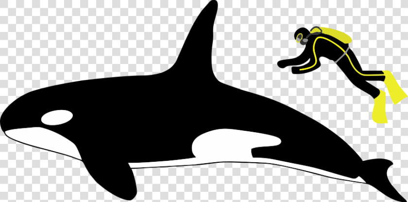 Diagram Showing A Killer Whale And Scuba Diver From   Orca Vs White Shark Size  HD Png DownloadTransparent PNG