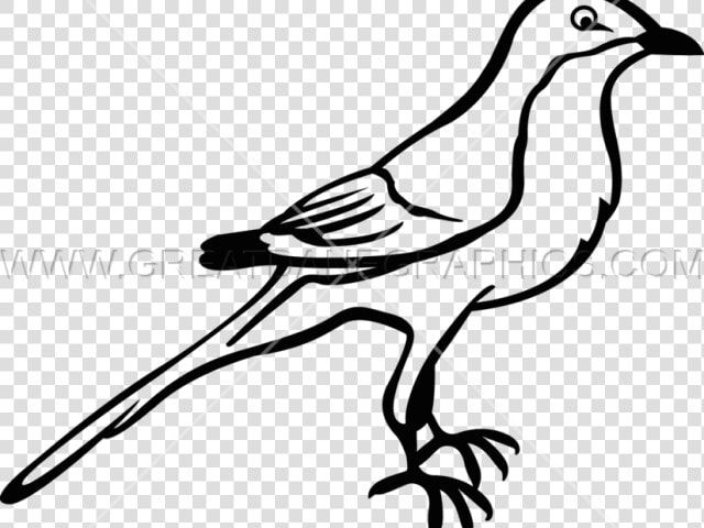 Mockingbird Drawing Easy  HD Png DownloadTransparent PNG