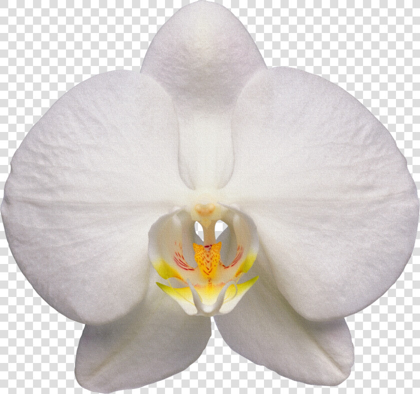 Orchid White Orchid Flower Transparent    White Orchid Flower Transparent  HD Png DownloadTransparent PNG