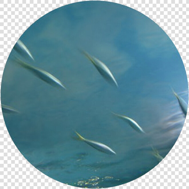 Sardine  HD Png DownloadTransparent PNG