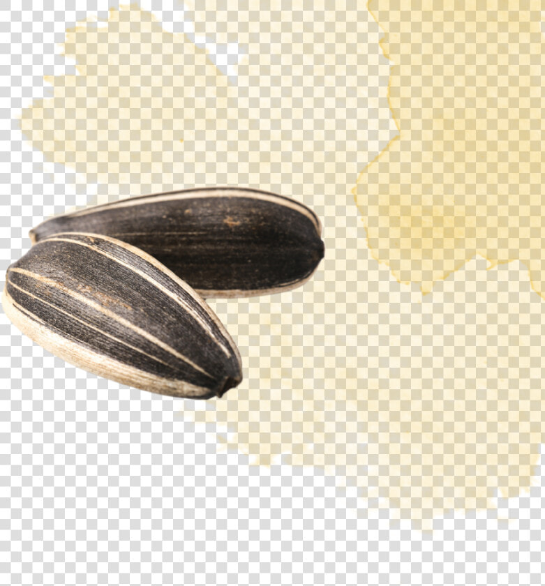 Mussel  HD Png DownloadTransparent PNG