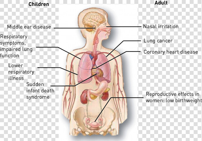 Effects Of Passive Smoking  HD Png DownloadTransparent PNG