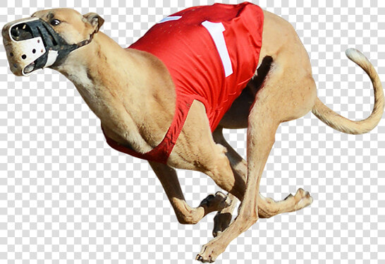 One Of The Greyhounds Racing At Bestbet   Greyhound Racing Png  Transparent PngTransparent PNG