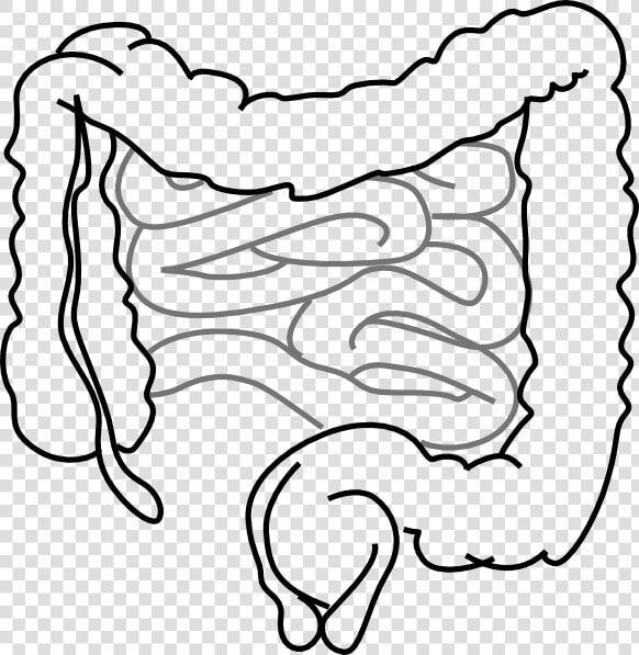 Small And Large Intestine Clipart  HD Png DownloadTransparent PNG