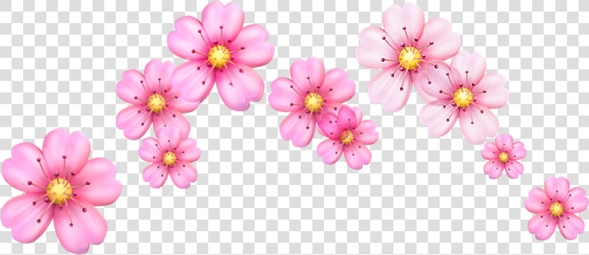  crown  crownflower  flower  flowercrown  cherry  cherryblossom   Flower Emoji Crown Png  Transparent PngTransparent PNG