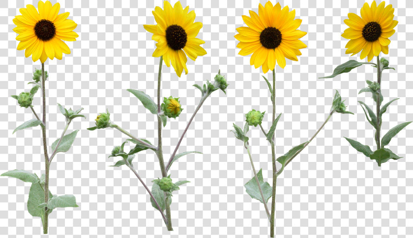 Sunflower Png Images Free Download   Sunflower Clipart Png With High Resolution  Transparent PngTransparent PNG