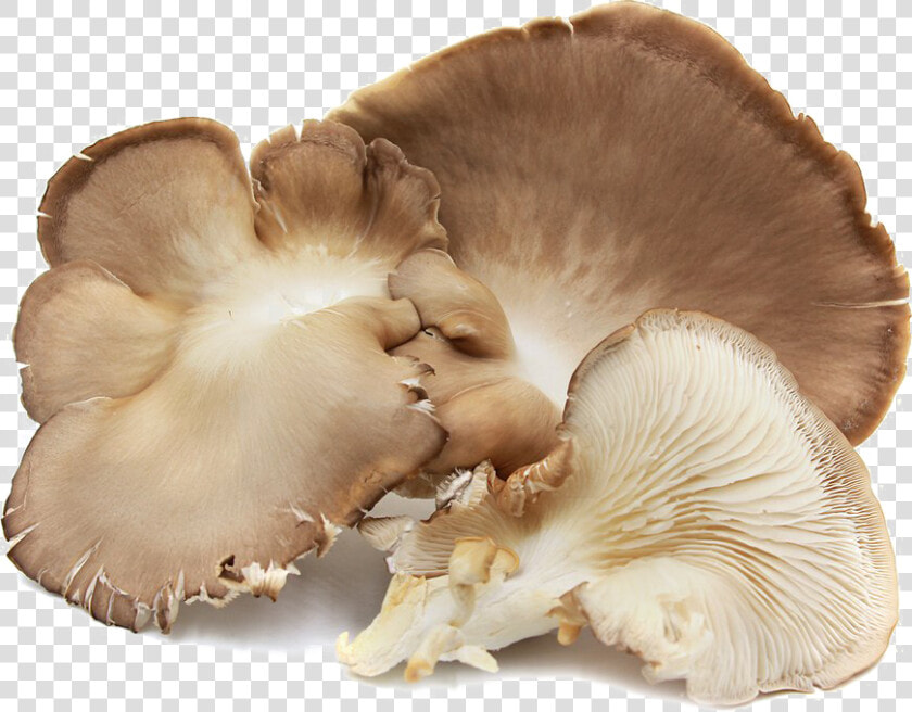 Edible Mushroom Png Image Background   Oyster Mushrooms In Spanish  Transparent PngTransparent PNG