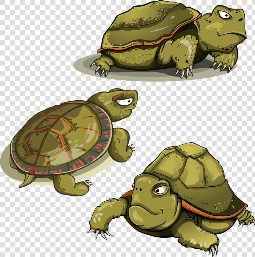 Turtle  Tortoise  Shell  Animals  Funny  Green   Turtle Vector  HD Png DownloadTransparent PNG