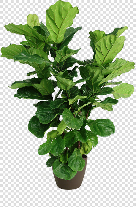 Fiddle Leaf Fig Transparent  HD Png DownloadTransparent PNG