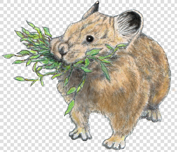 Pika   Punxsutawney Phil  HD Png DownloadTransparent PNG