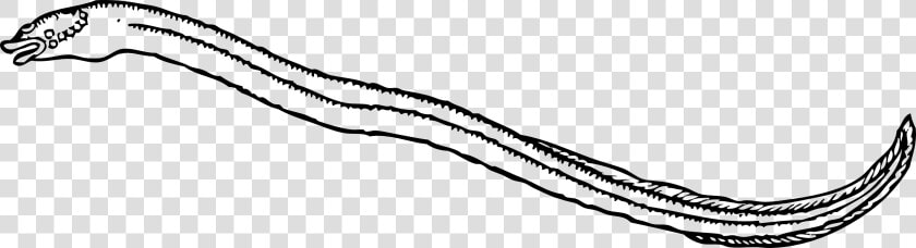 Eel Pictures To Color  HD Png DownloadTransparent PNG