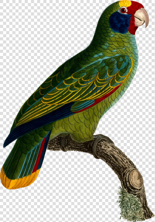 Macaw parrot lorikeet   Parrot  HD Png DownloadTransparent PNG