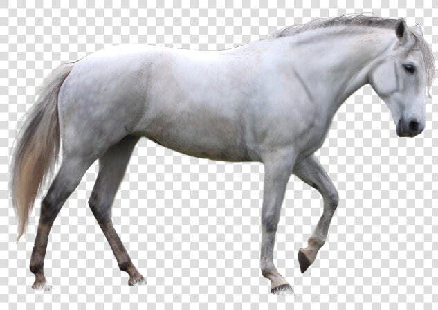 White Horse Png   White Horse Transparent Background  Png DownloadTransparent PNG