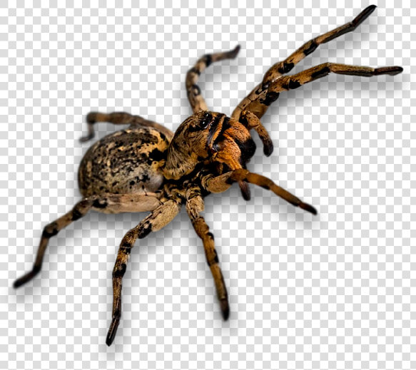 Spider  Bug  Insect   Szongáriai Cselőpók  HD Png DownloadTransparent PNG