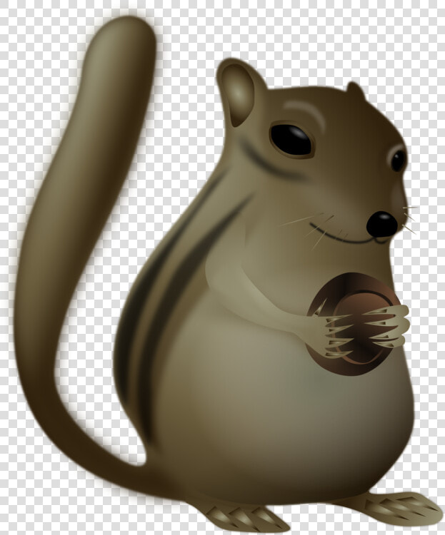 Squirrel  Wildlife  Animal  Cute  Brown   สัตว์ ป่า น่า รัก Png  Transparent PngTransparent PNG