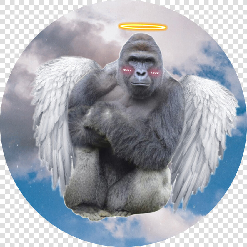  harambe   Harambe Dick Meme  HD Png DownloadTransparent PNG