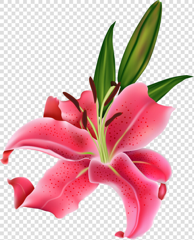 Lily Pink Flower Png Clipart   Clipart Flower Lily  Transparent PngTransparent PNG