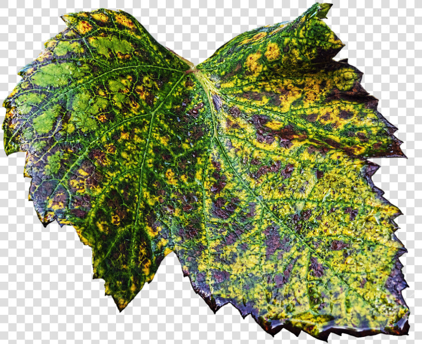 Leaf  Wine Leaf  Autumn Leaf  Vine  Vine Leaves  Autumn   Knitting  HD Png DownloadTransparent PNG