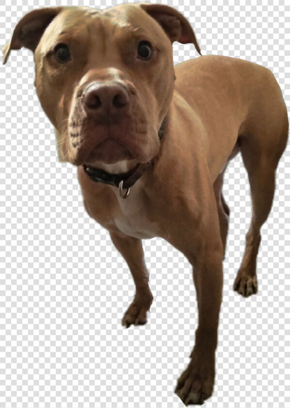 American Pit Bull Terrier   Png Download   American Pit Bull Terrier  Transparent PngTransparent PNG