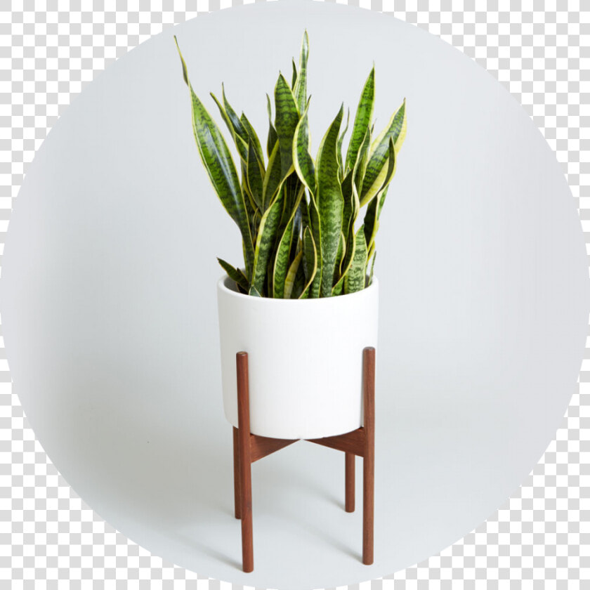 Sansevieria Big Plants  Best Indoor Plants  Cool Plants    Fiddle Leaf Fig And Snake Plant  HD Png DownloadTransparent PNG